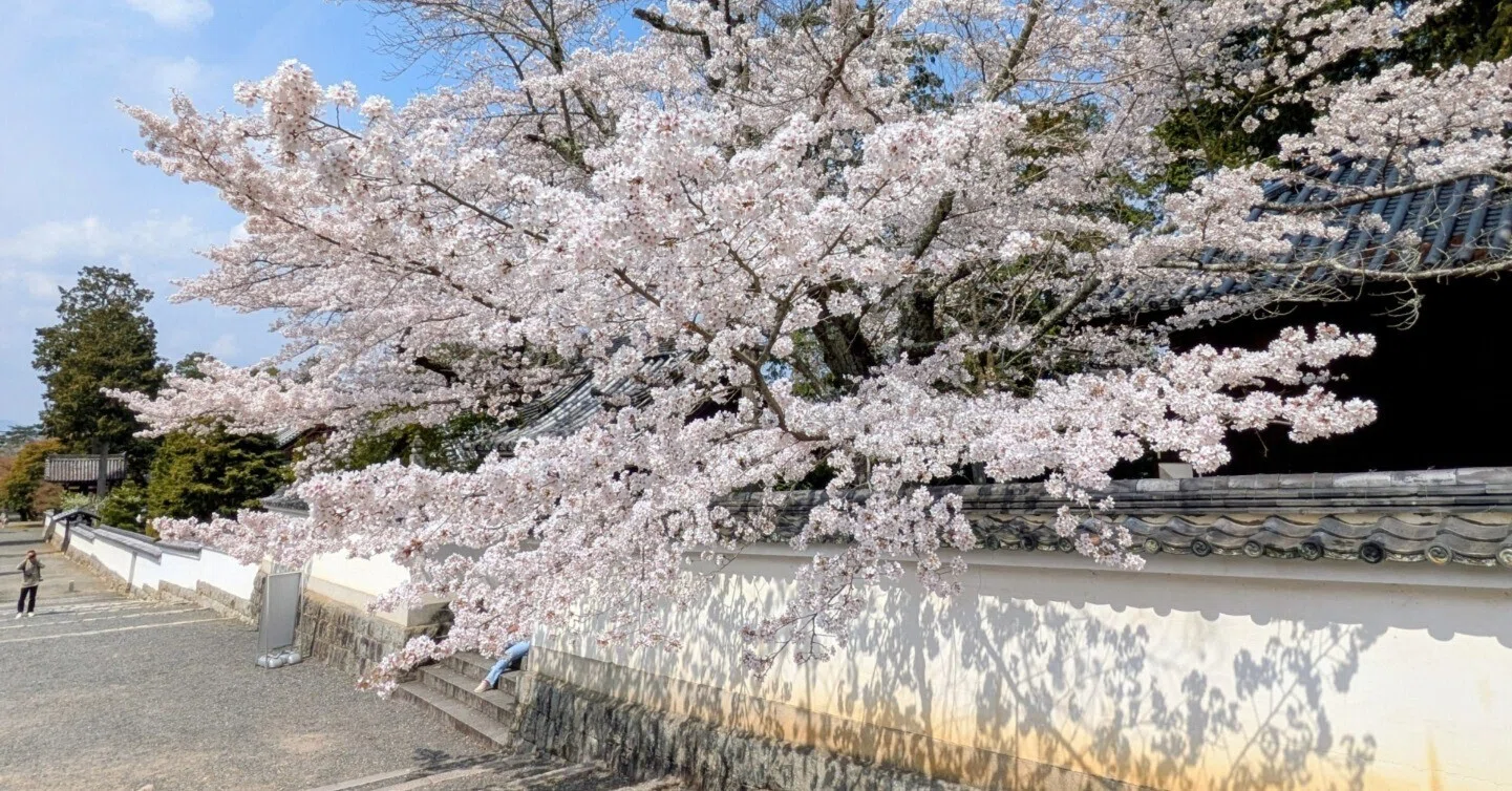 京都ぶらり】2026年続々開花！満開の京都桜スポット｜京都ぶらり
