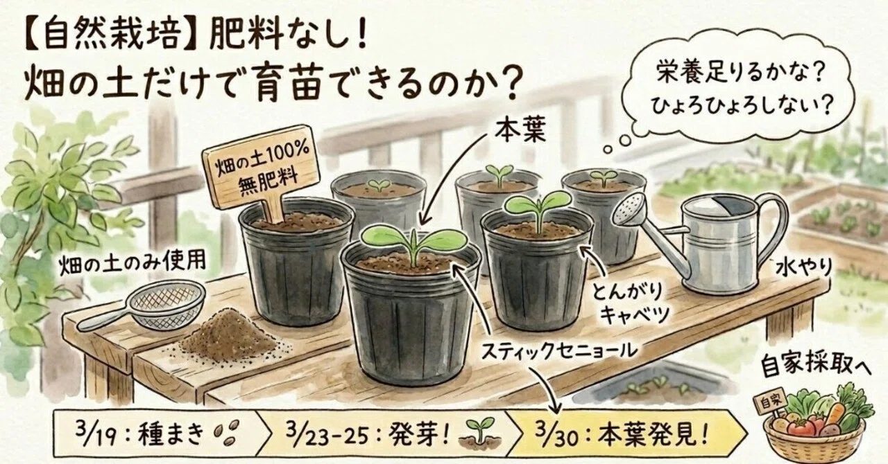 自然栽培の育苗】肥料なし！畑の土だけで苗は育つ？発芽～本葉までの