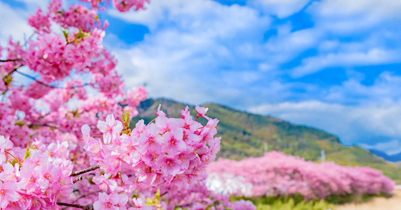 春を味わう 日本の桜5選✨🌸🌸✨｜Saburina