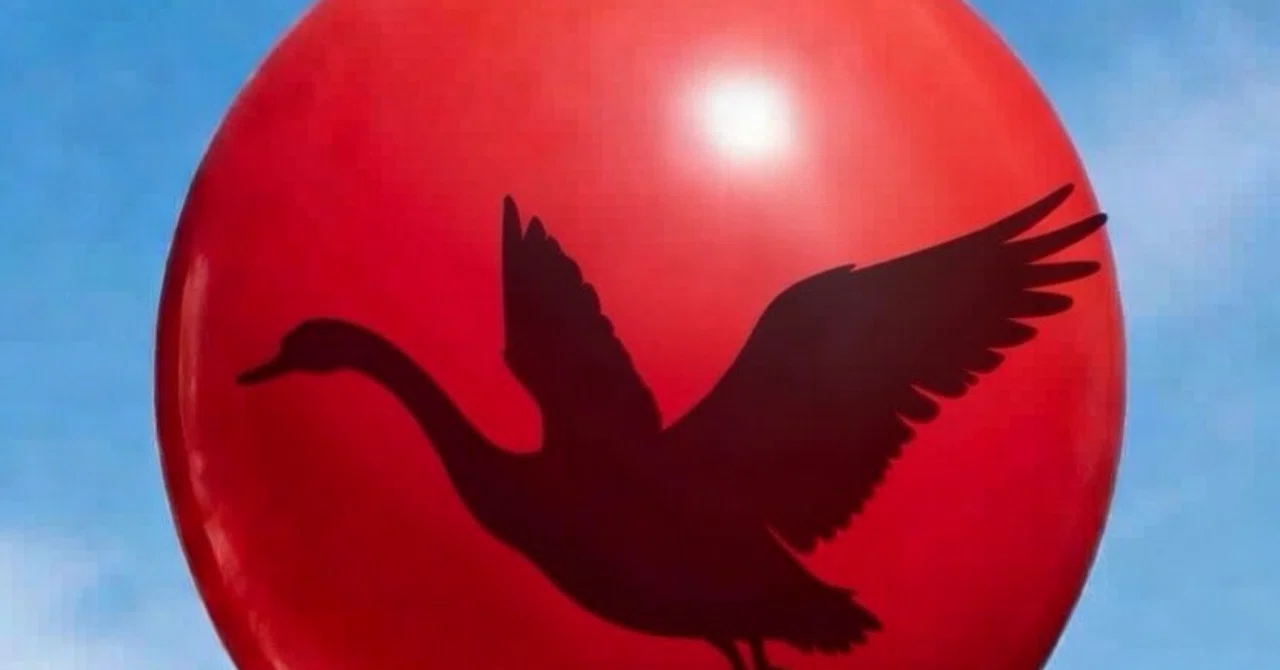 「黒鳥の影を追う」 黒鳥の生態｜𝔾𝕠𝕝𝕕 𝕃𝕠𝕔𝕜𝕤 恐怖指数研究所