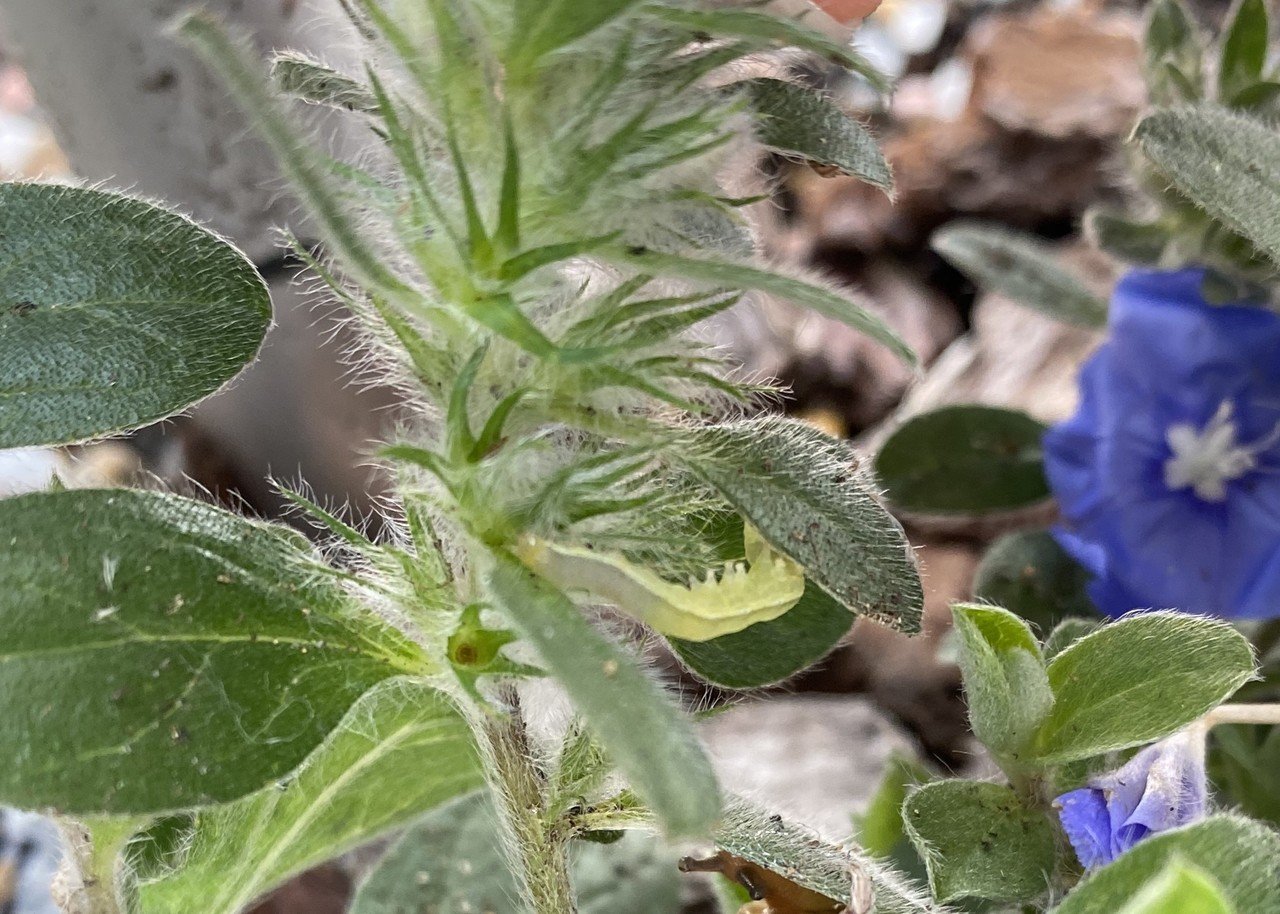 青い花と青虫とカタツムリ りあこ Note