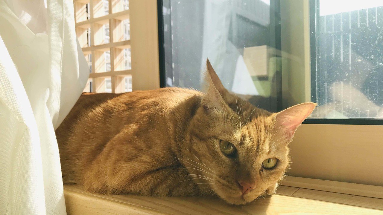未払い 豊かにする 影響力のある 猫 毛布 食べる Unifood Inc Jp 未払い 豊かにする 影響力のある 猫 毛布 食べる Unifood Inc Jp
