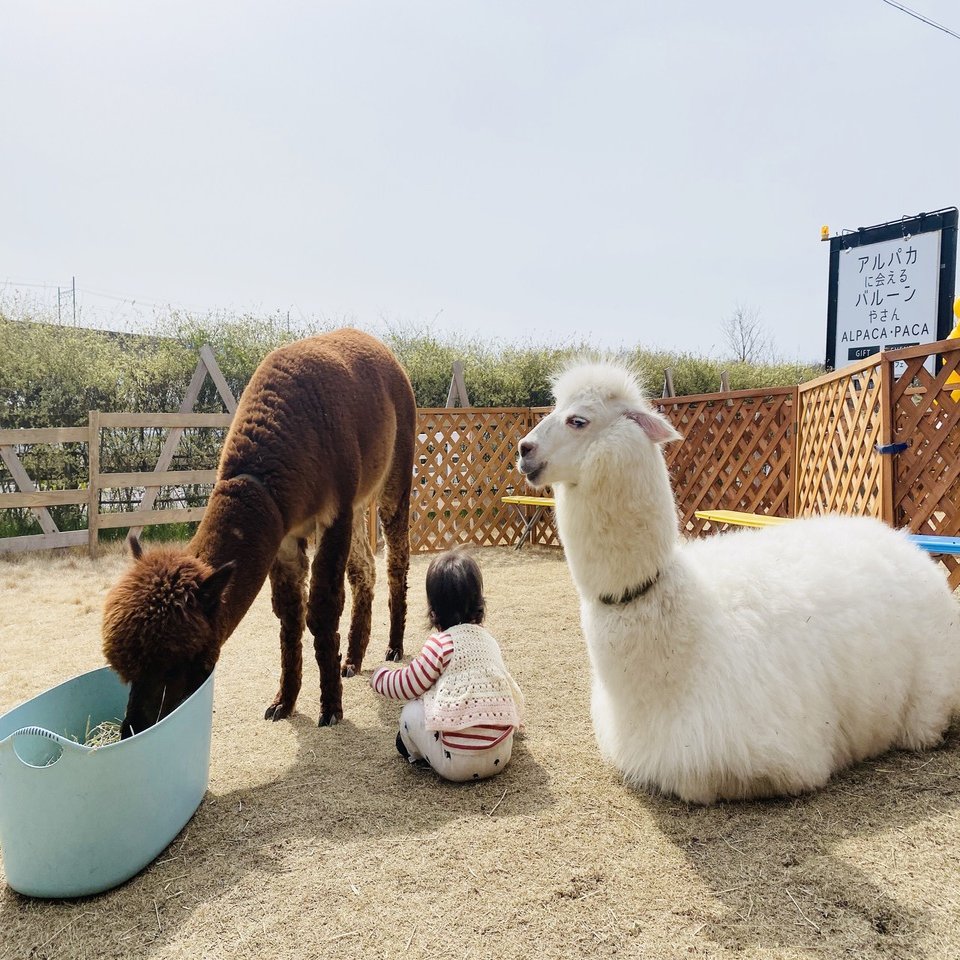 癒される動物・アルパカとふれあおう！そしてその効果とは？！｜アルパカに会えるバルーンやさん アルパカ・パカ, image size:1280x960