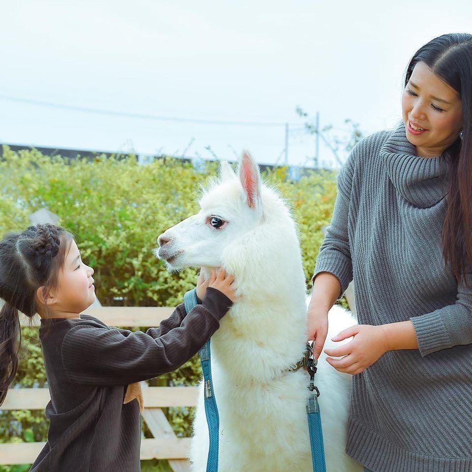 癒される動物 アルパカとふれあおう そしてその効果とは アルパカに会えるバルーンやさん アルパカ パカ Note