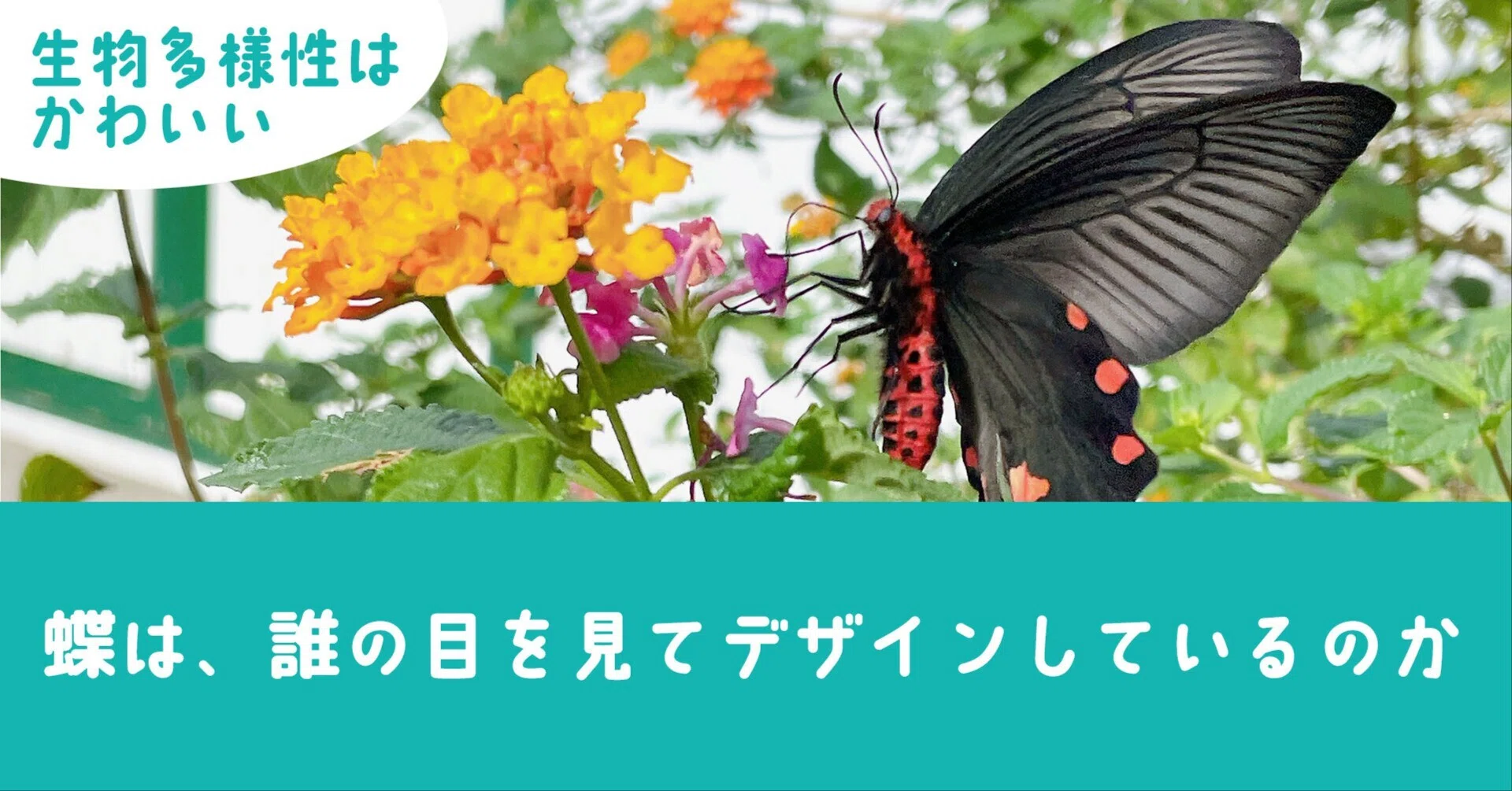 目玉模様 模様 蝶 昆虫用品 蝶の標本 約30匹 黒白模様