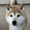 二拠点生活を始めた 運命診断士 断易ヤマトのFIRE日記