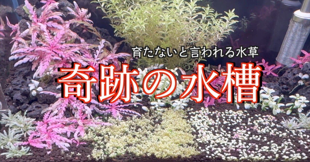 ドSな水草を育てるドMなオヤジ｜waterleafs