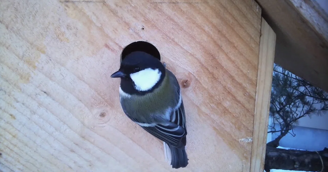 A story of small lives on the other side of the camera.｜野鳥の巣箱カメラ