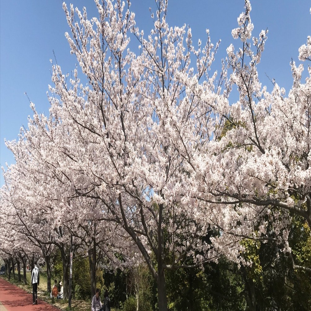 ソメイヨシノは人工？｜桜から考える人工と自然の定義｜地球リスペクト