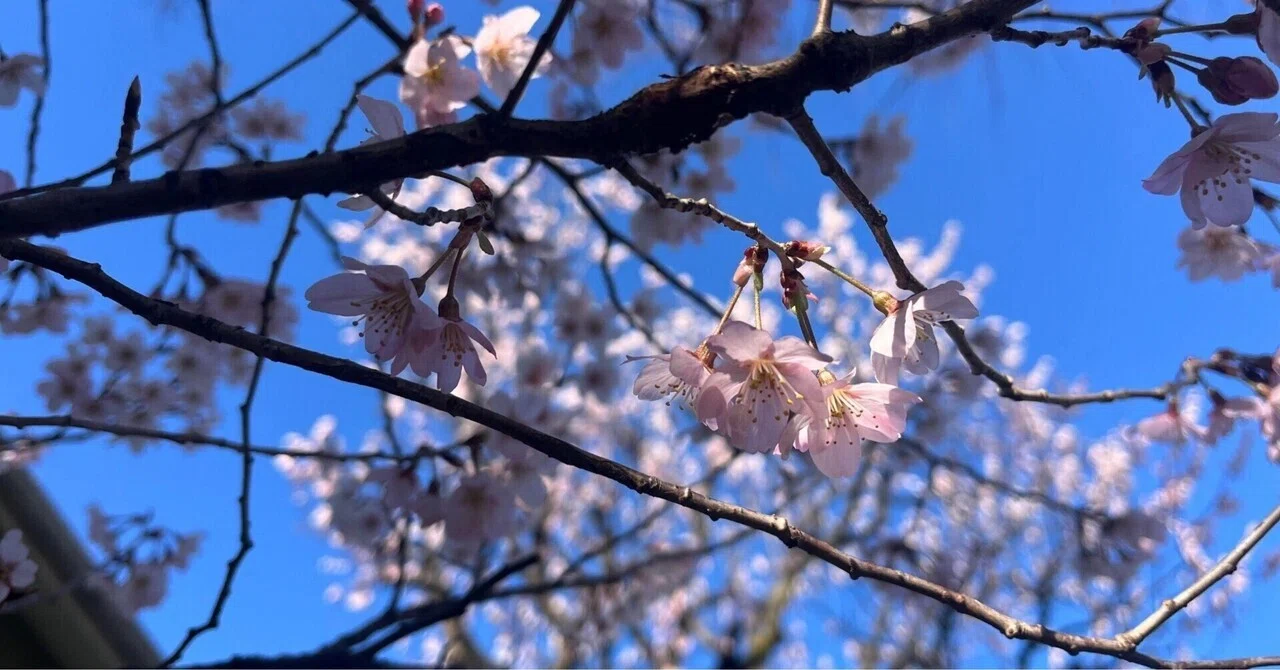 用具編(山下憂河、山下莉念)｜Thanks!(鹿児島の社会人卓球チーム)