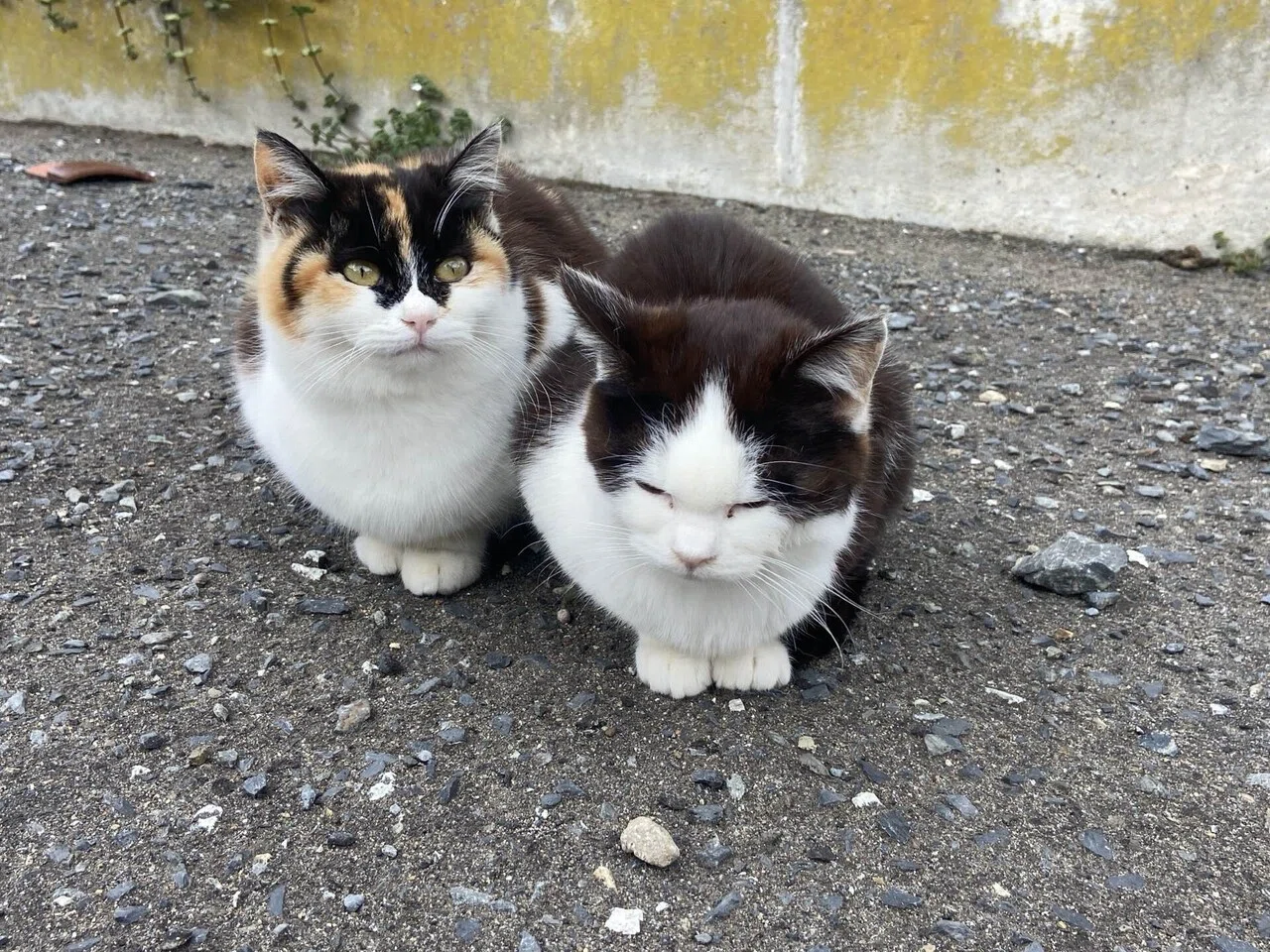 にゃんにゃん達は毛繕いで忙しい|田代島と猫の生活｜mokoのひとりごと