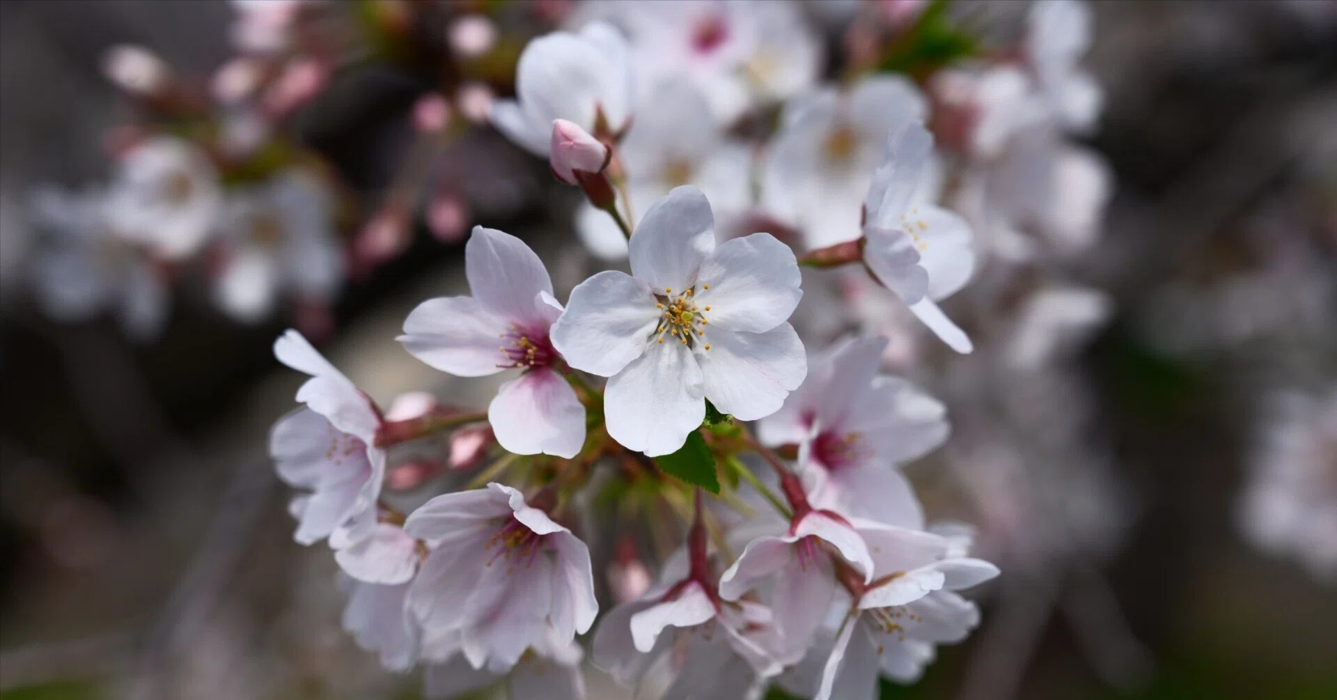 Z5IIで春の桜並木を撮影｜sat