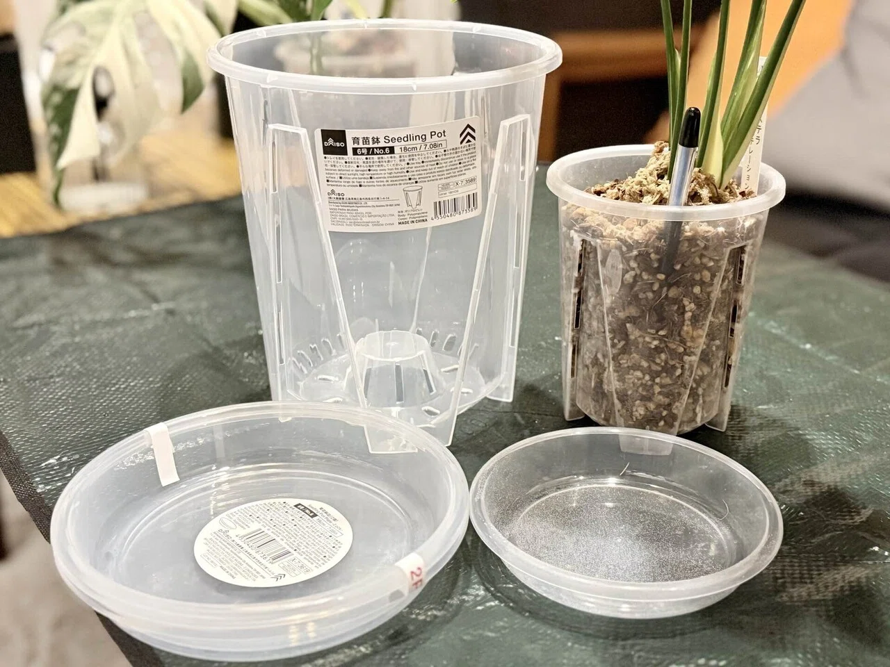 The story of repotting my Monstera in Daiso's transparent seedling pots