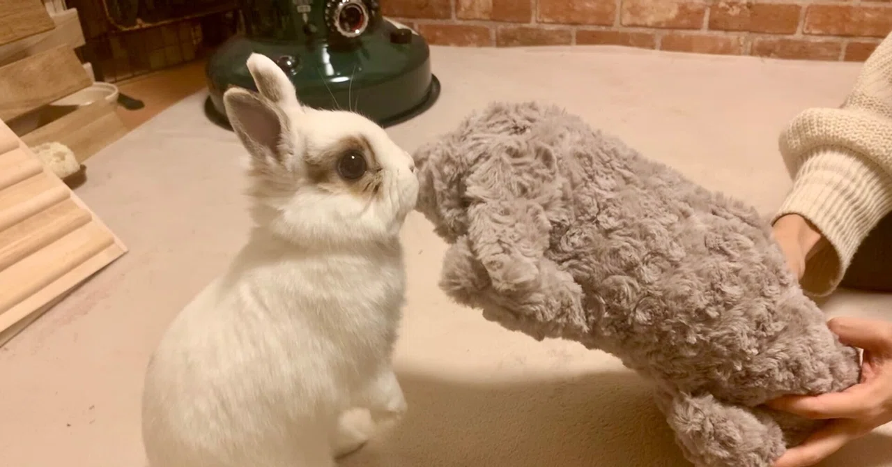 White Rabbit｜ram