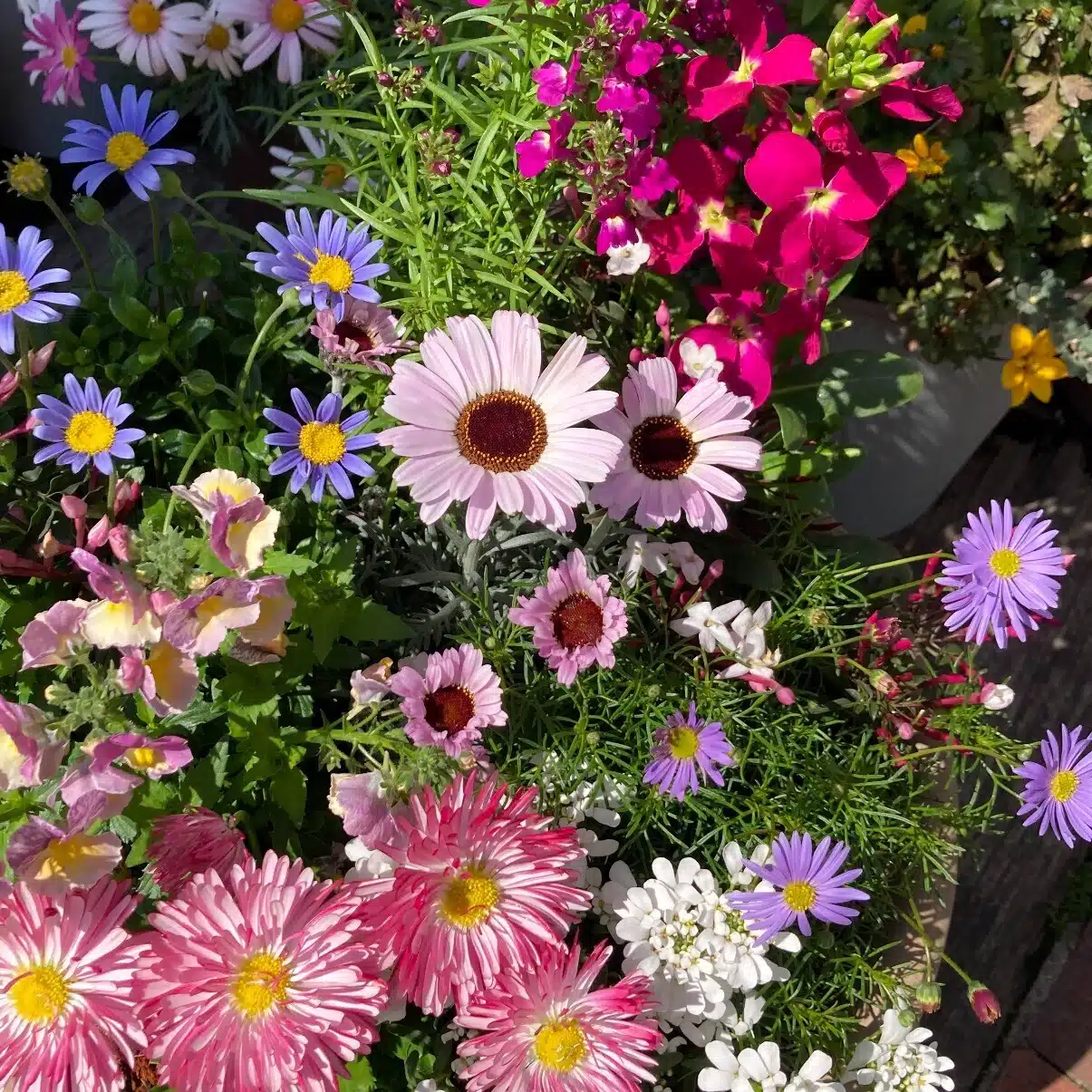 我が家の花壇