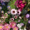 我が家の花壇