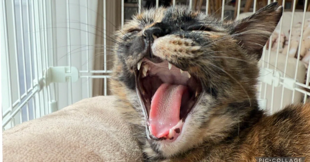 みけねこ」の人気タグ記事一覧｜note ――つくる、つながる、とどける。