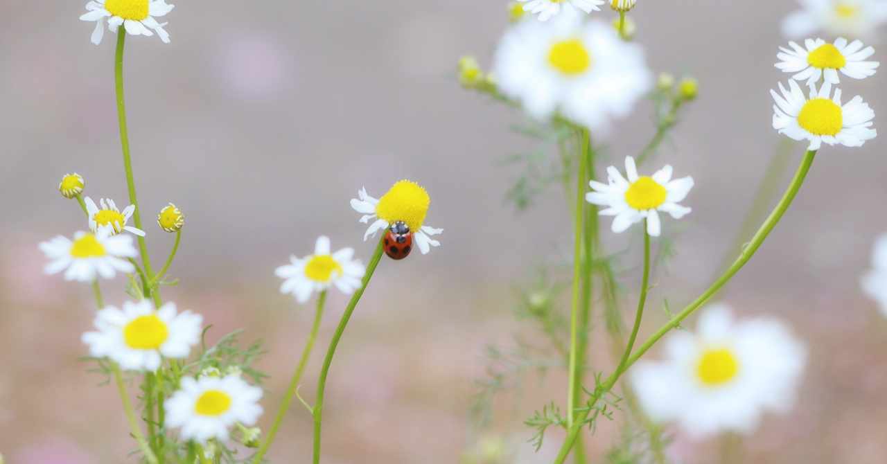 天然の効能 の新着タグ記事一覧 Note つくる つながる とどける
