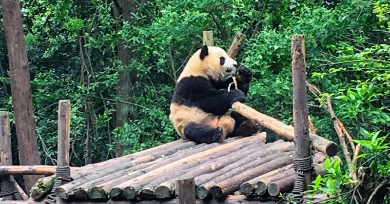 パンダだけの動物園 こんな癒しが四川省に 中国 成都ジャイアントパンダ繁殖研究基地 添乗員さん 旅行情報局 Note