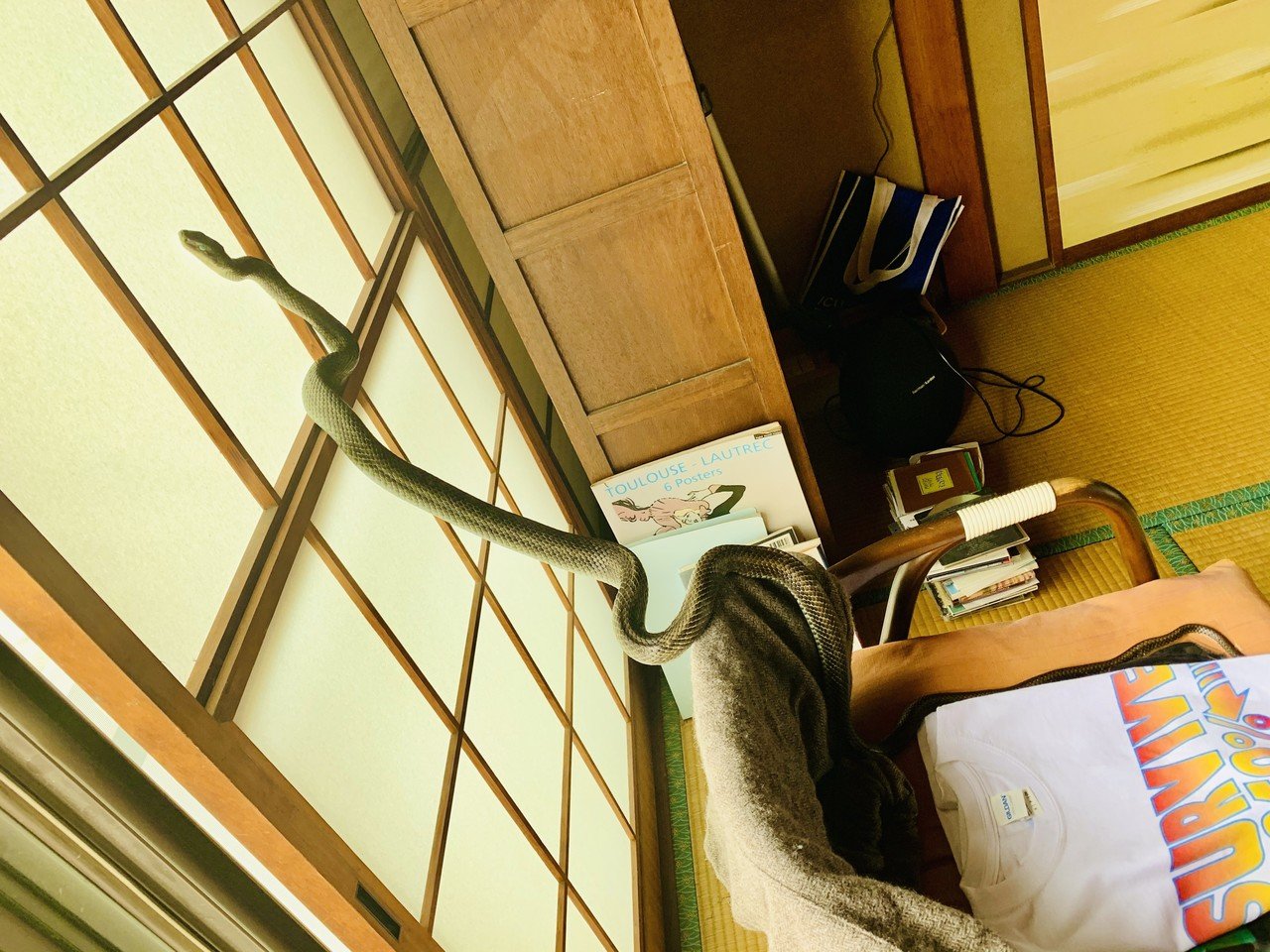 部屋に突如蛇がいるシュール Bonjin Records Note