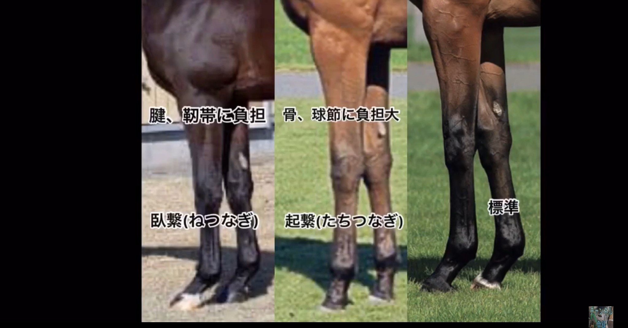 繋ぎの角度 一口馬主 馬体 いっちゃんねる Note