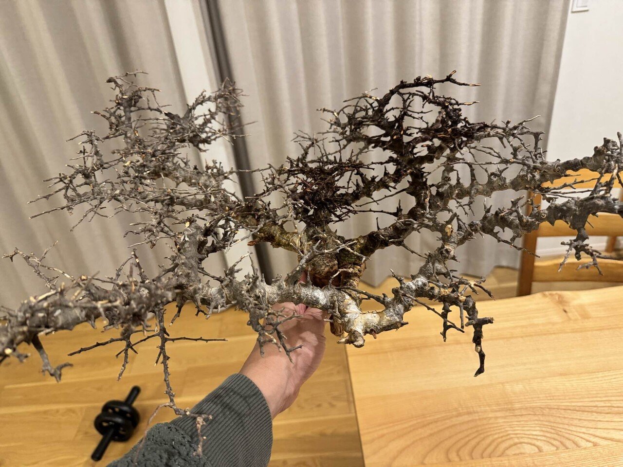コミフォラ エイル〜発根管理その①〜｜カイコン