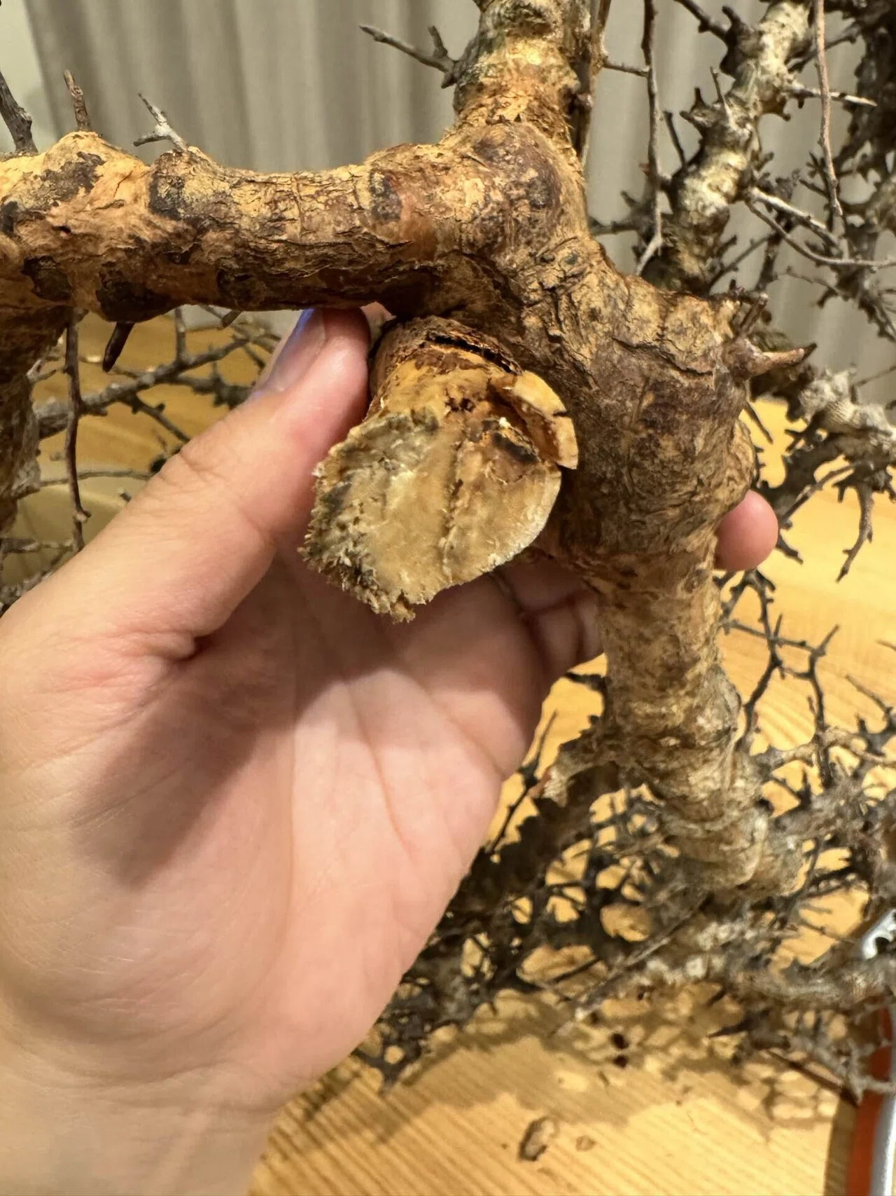 コミフォラ エイル〜発根管理その①〜｜カイコン