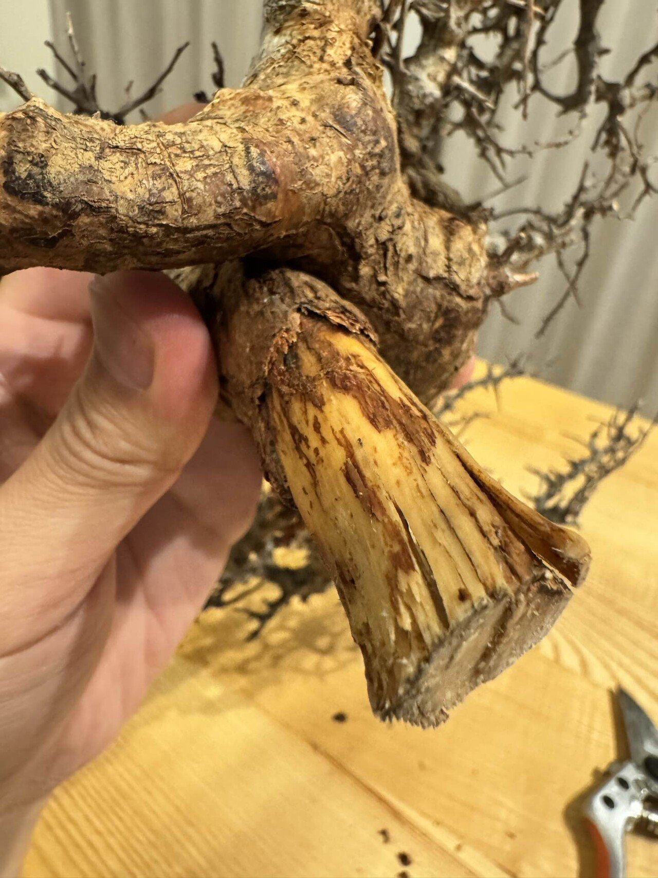コミフォラ エイル〜発根管理その①〜｜カイコン