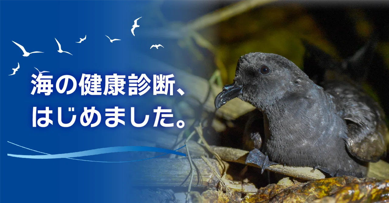 【中古】 海鳥の行動と生態 海鳥の行動と生態―その海洋生活への適応 | 綿貫 豊 |本 | 通販 | Amazon