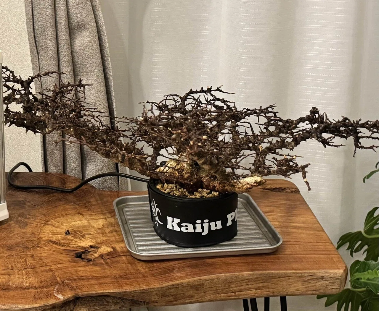 【マッスル坊主】コミフォラ エイル 特大 現地球 発根済 特大】Commiphora Eyl【最高の灌木コーデックス】コミフォラ エイル