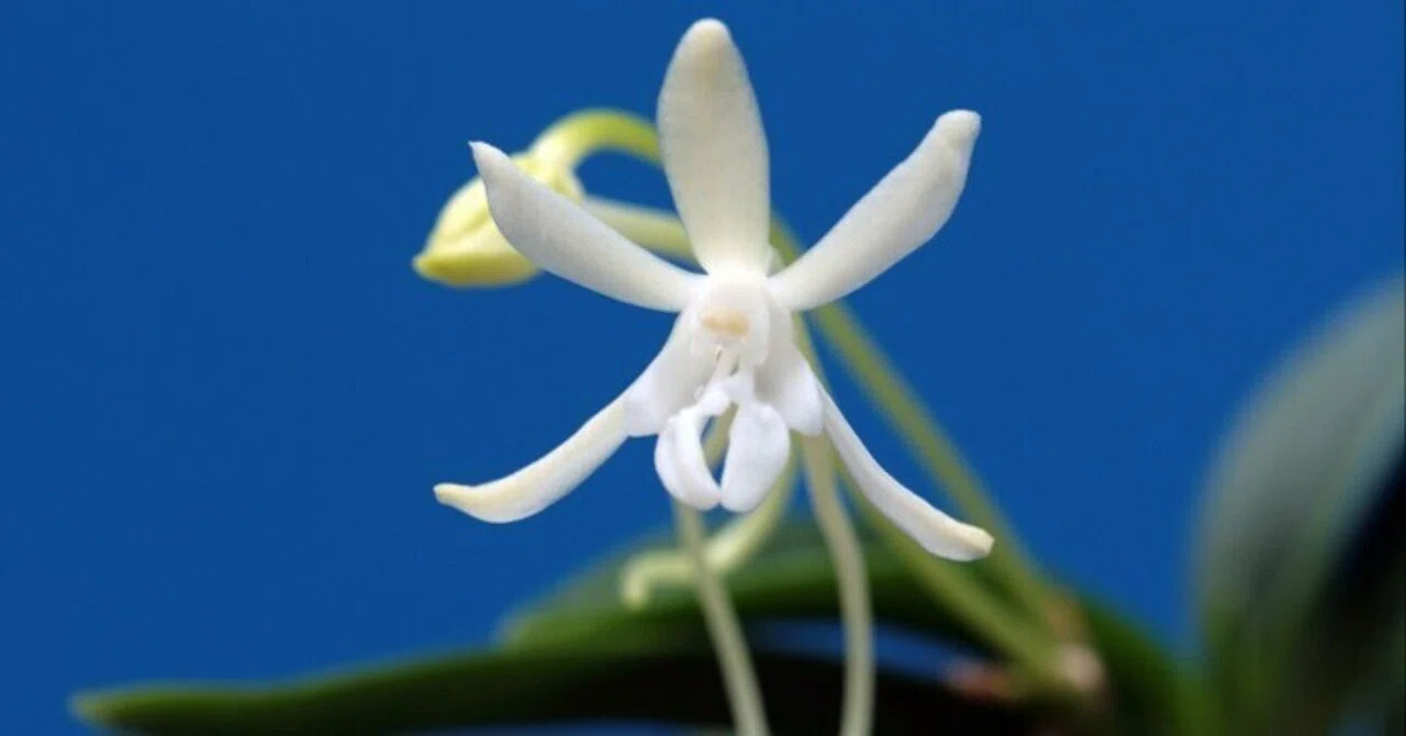 富貴蘭「双尾龍」の花（過去の画像倉庫から）｜KJ Morison
