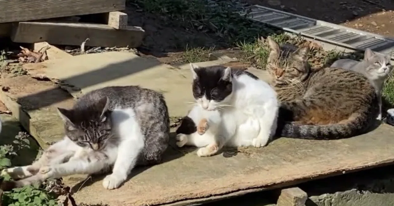 にゃんにゃん達は毛繕いで忙しい|田代島と猫の生活｜mokoのひとりごと