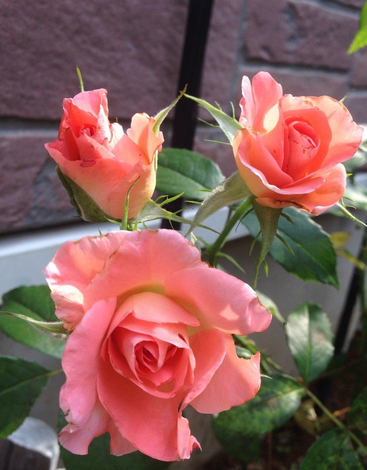 品種：リバプールエコー（Liverpool Echo Rose)。ニュージーランド作出。四季咲き。	フロリバンダ(F)。
