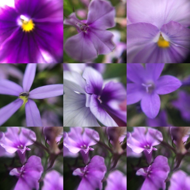 花あそび、色あそび

紫の世界
