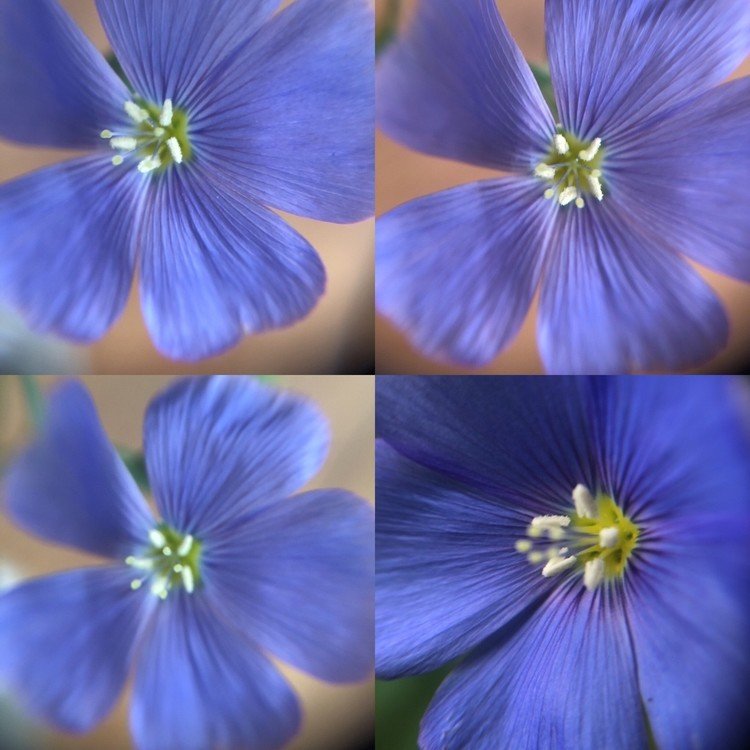 花あそび、色あそび

青の世界