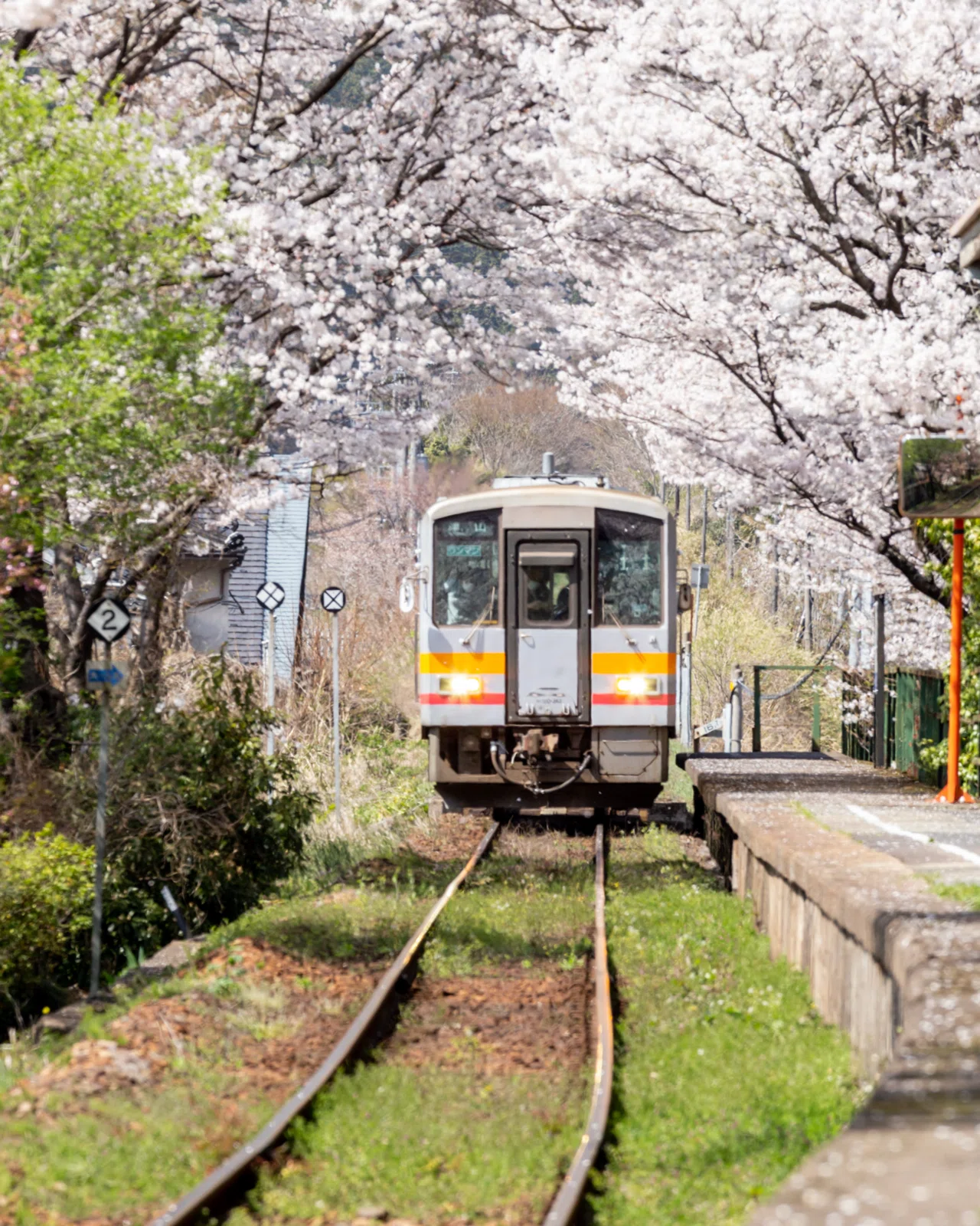 桜と列車が撮りたくて🌸🚃｜ayu_earth lover