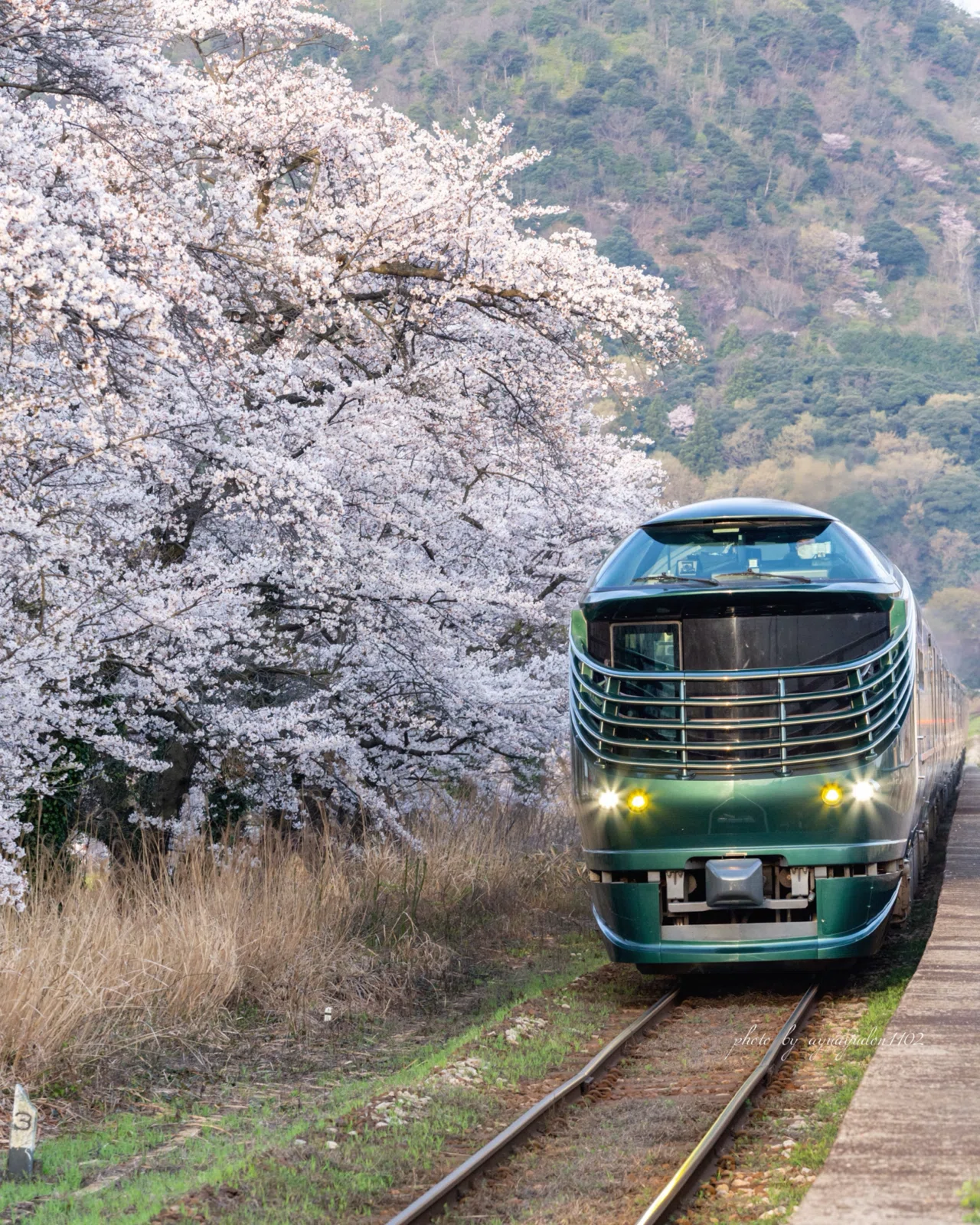 桜と列車の風景画 桜と列車が撮りたくて🌸🚃｜ayu_earth lover