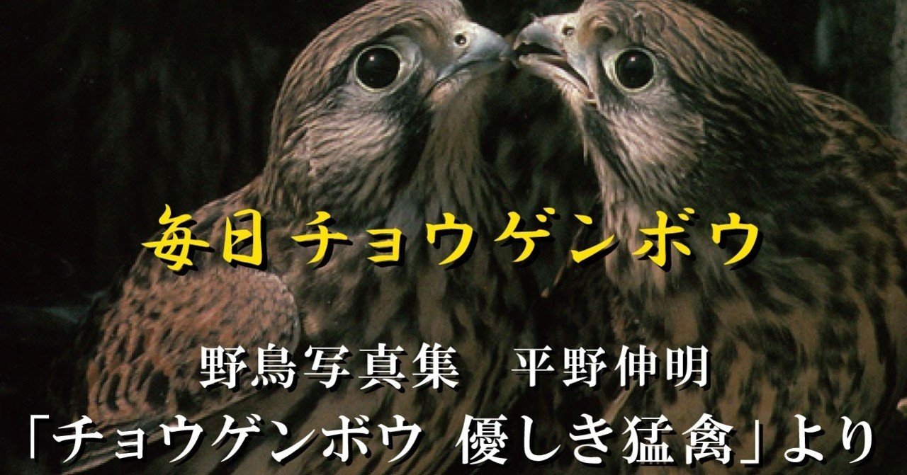 6月は「毎日チョウゲンボウ」6/4更新分｜映像制作会社つばめプロ