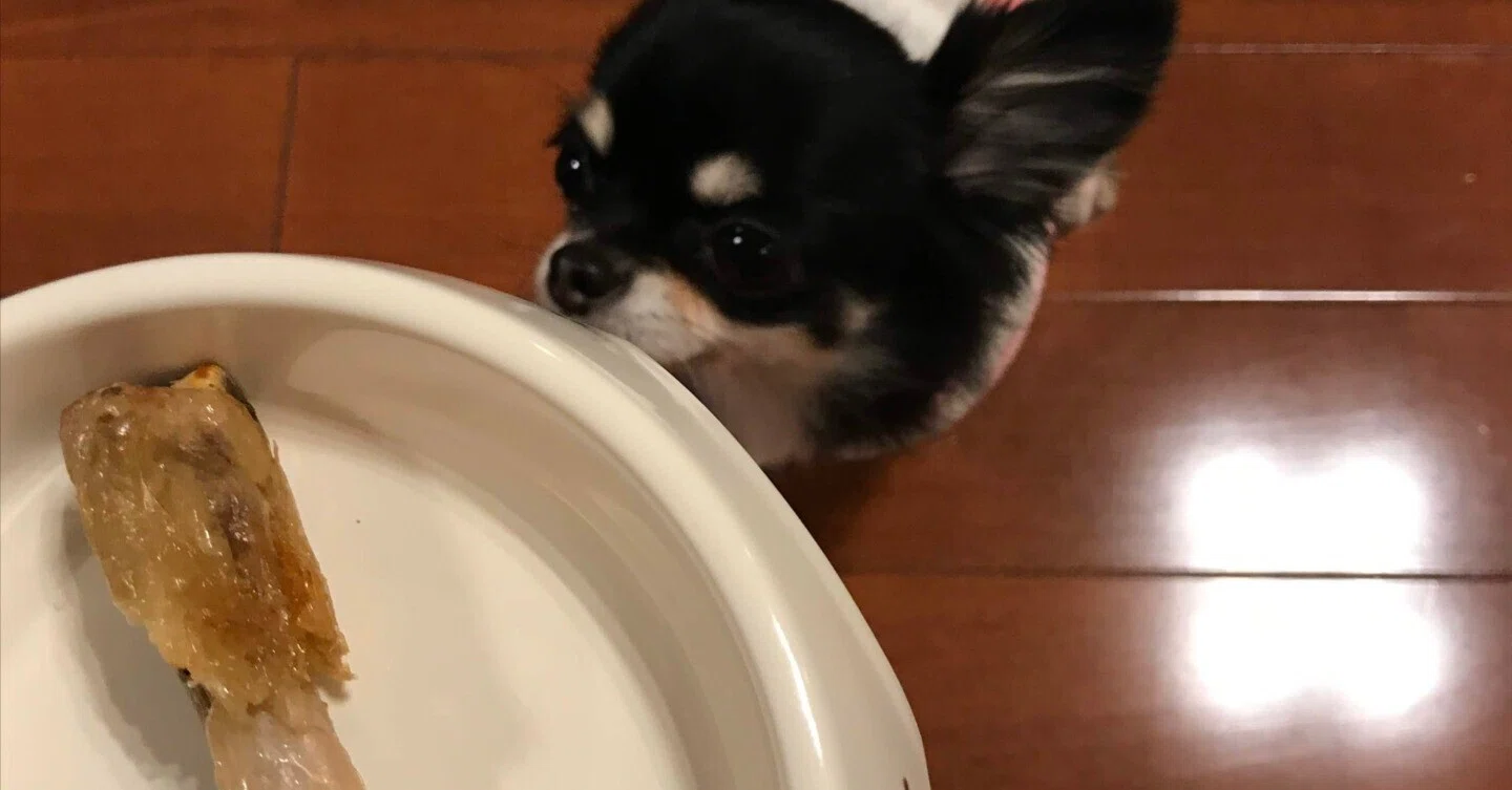 犬 に 鳥 の 骨