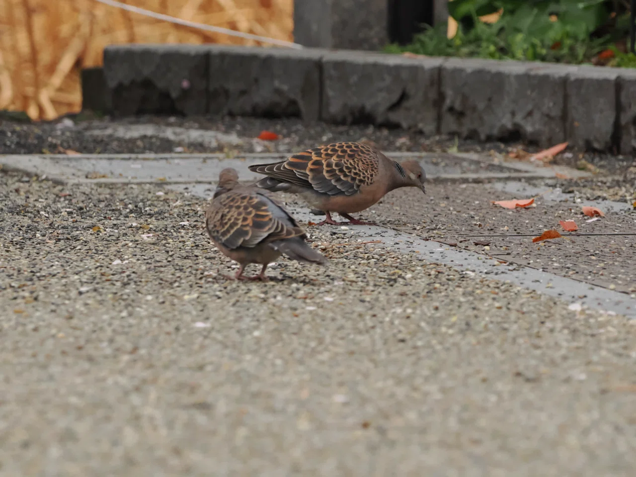 上野公園で水鳥にまみれる｜しおそると