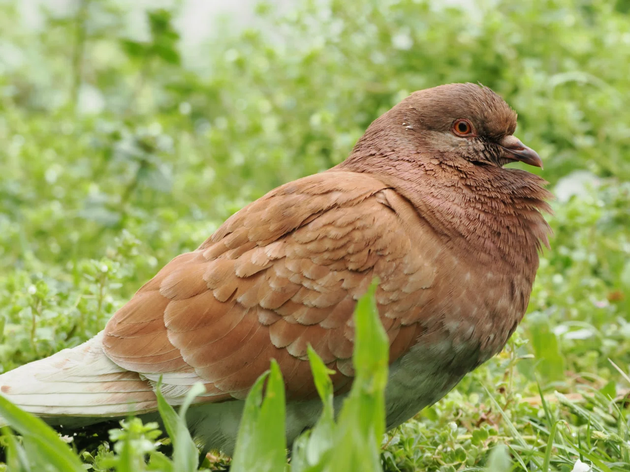 上野公園で水鳥にまみれる｜しおそると