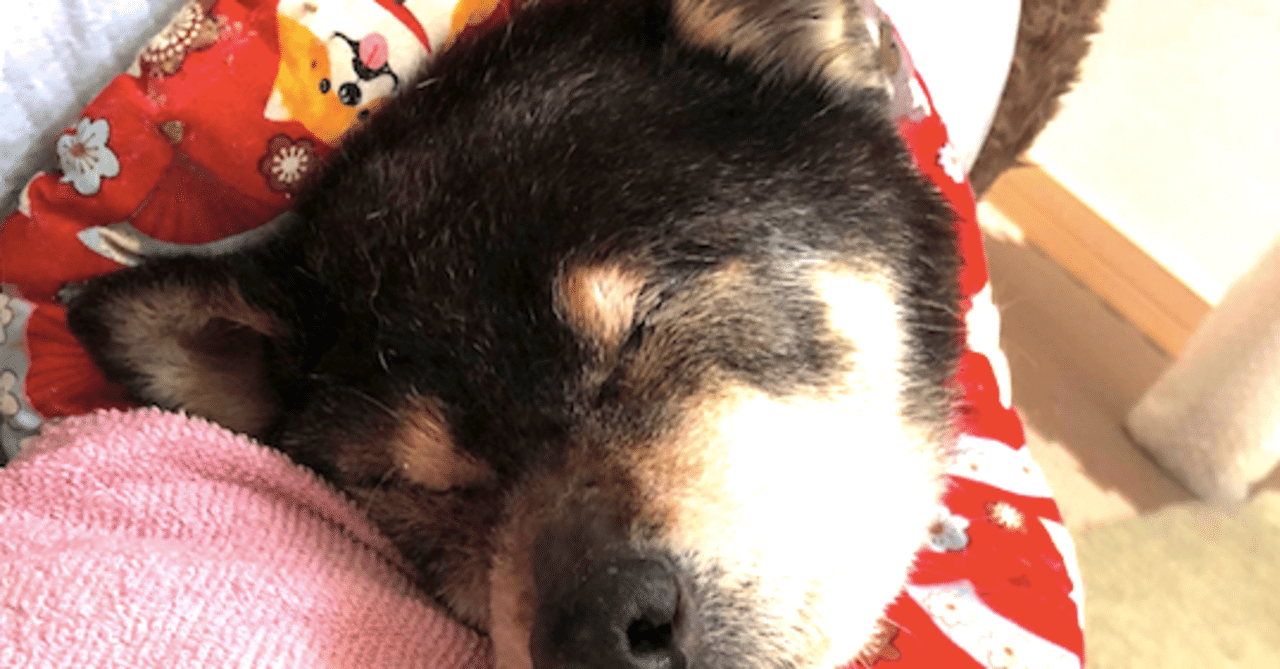 老犬との暮らし ちょこちょこ色々なことが起こります 今度は目が腫れました 吉永早希 快適な人生のコツ ライフハック 小さな会社経営 Kindle 移住 リモートワーク Note