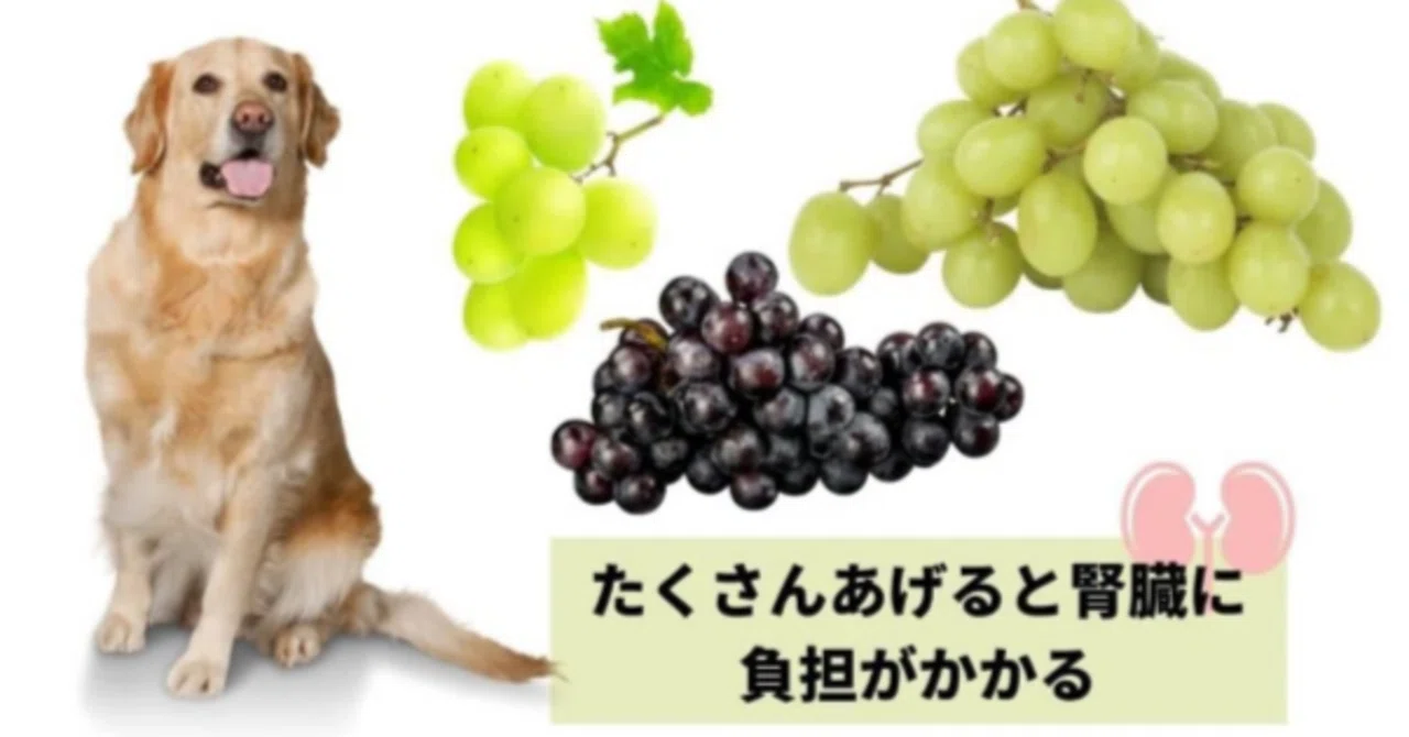 犬 に ぶどう