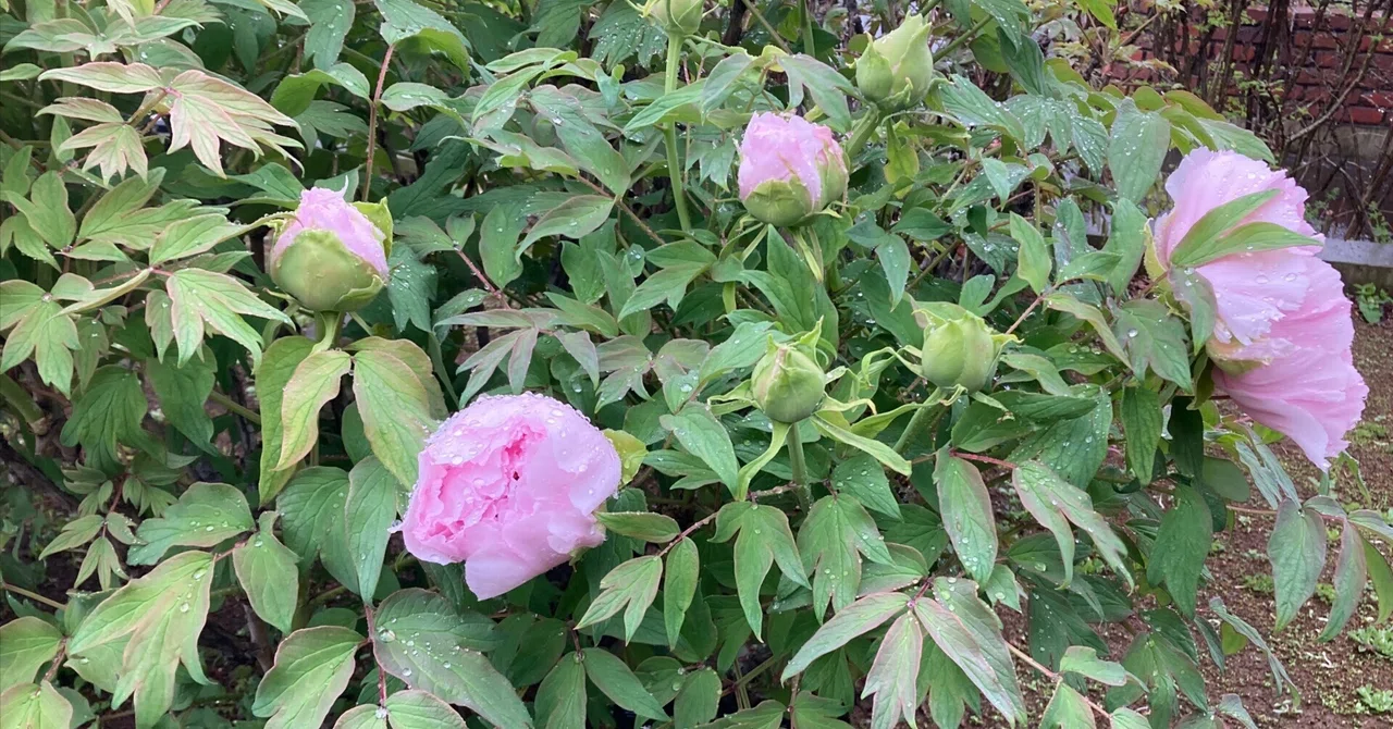 花にまつわる忘れられない思い出 其五 牡丹｜茶道教室 射目窩（いめか）