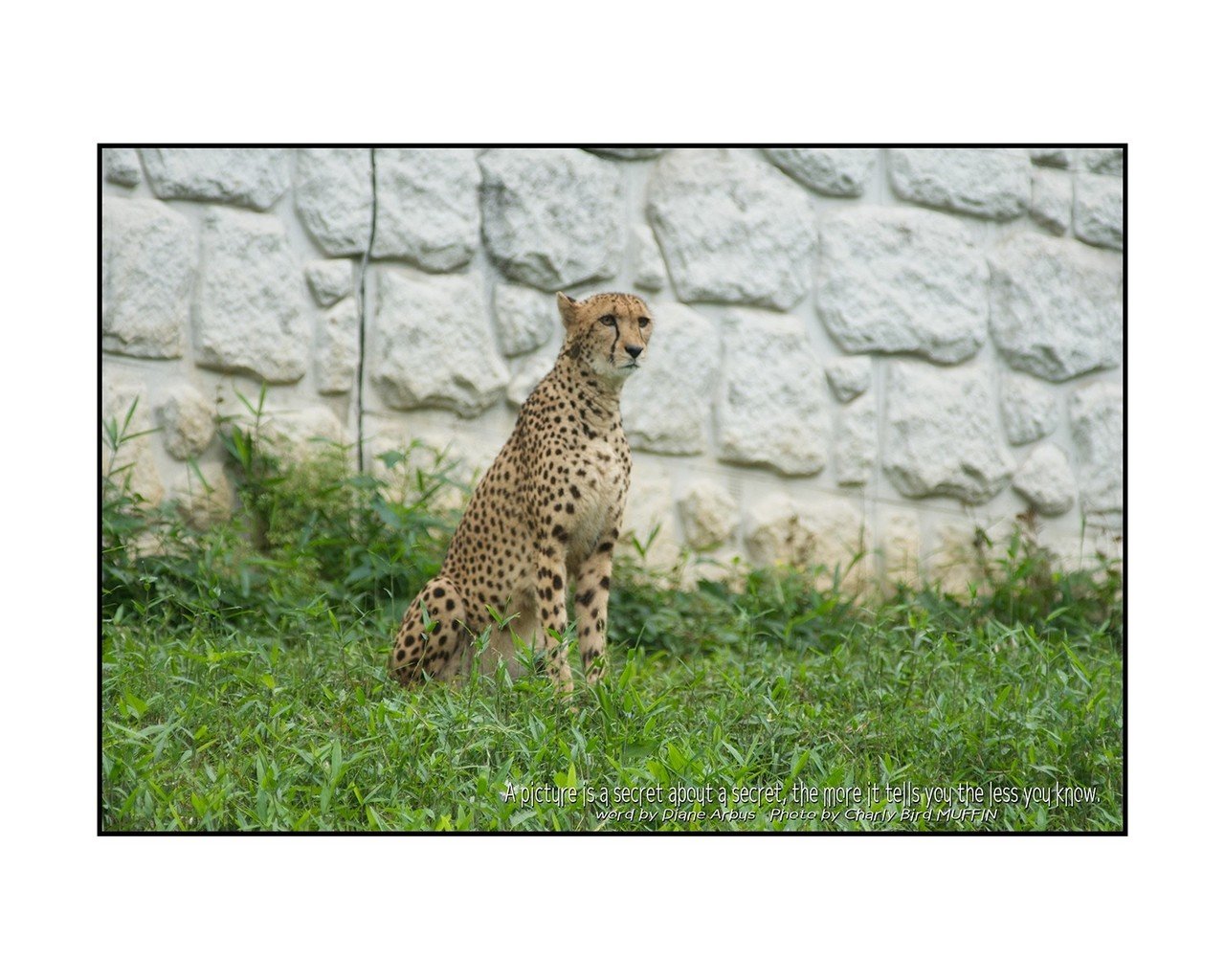 半径500mのワンダーランド 多摩動物公園 その一 Charly Bird Muffin Note