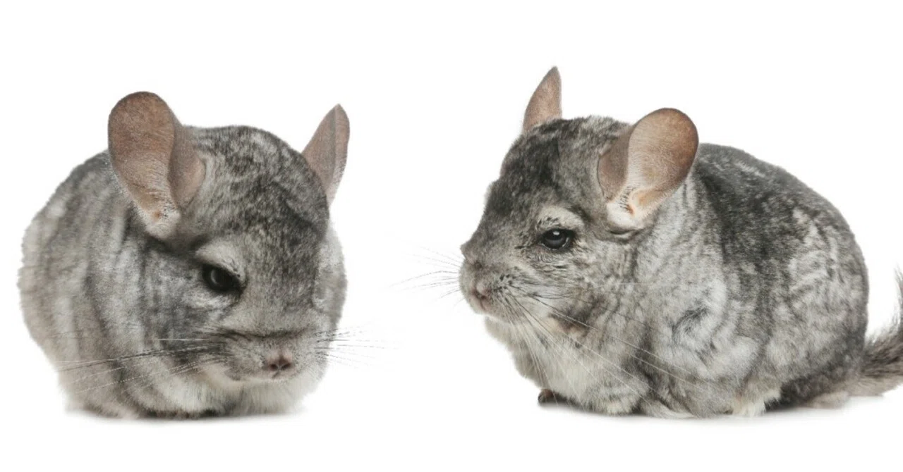 2026年版 チンチラってどんな動物？飼う前に知っておきたい基礎知識
