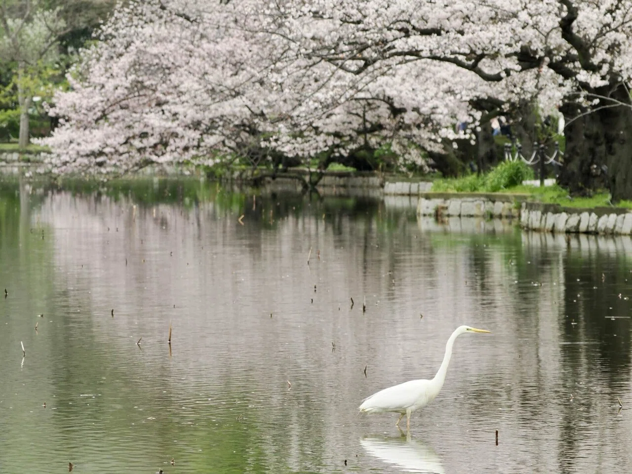 上野公園で水鳥にまみれる｜しおそると