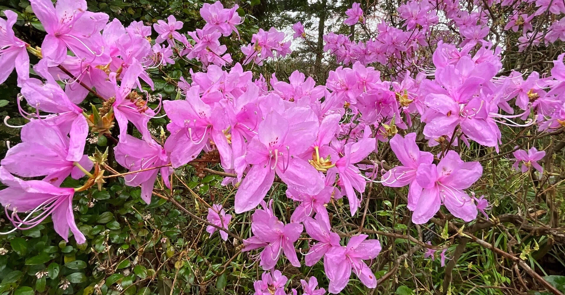 ミツバツツジ（京都府立植物園）：2026年4月1日（水）｜藤井秀昭