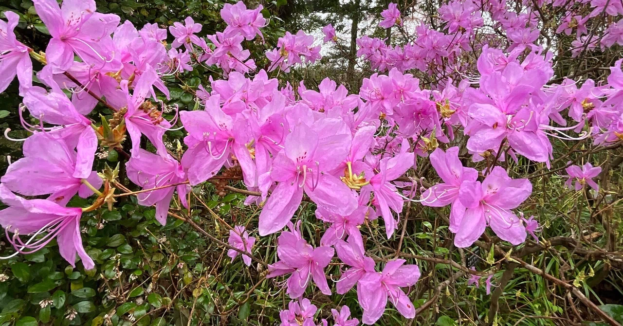 ミツバツツジ（京都府立植物園）：2026年4月1日（水）｜藤井秀昭