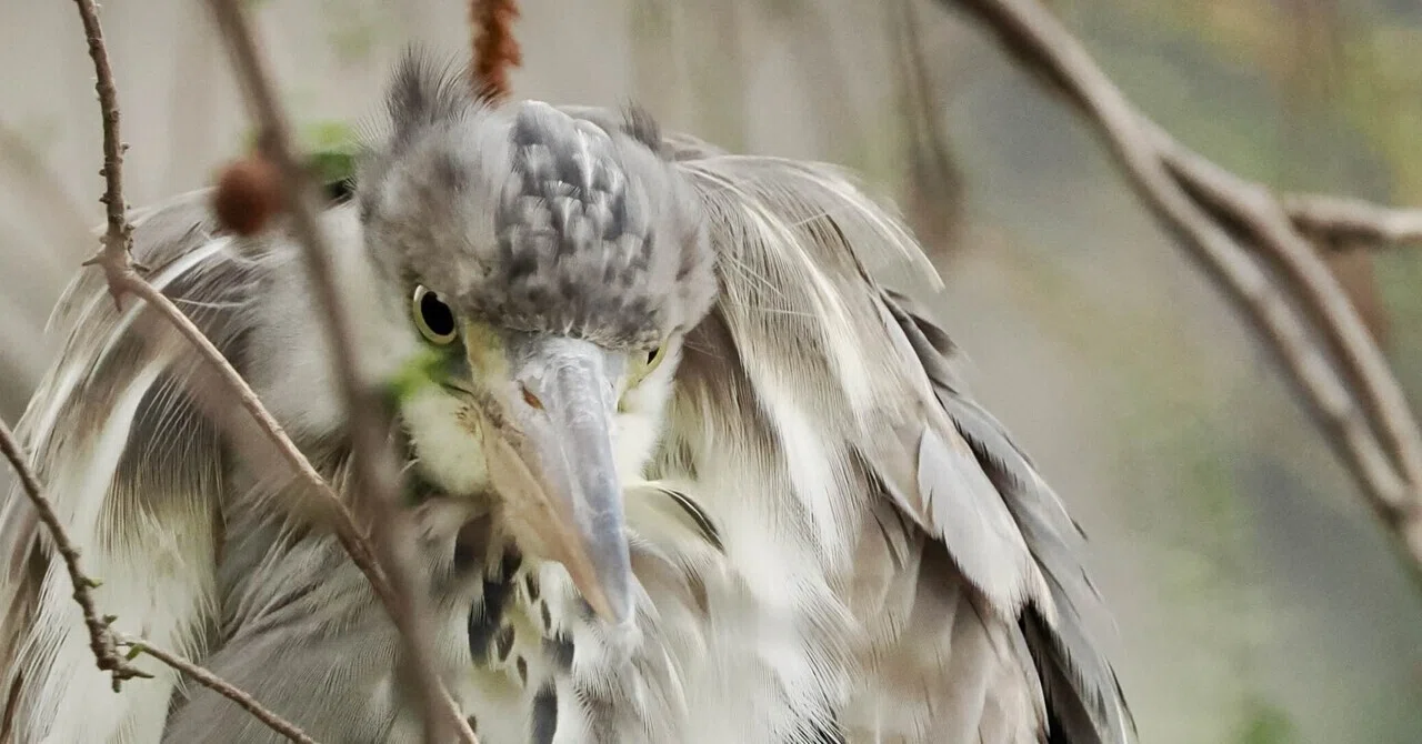上野公園で水鳥にまみれる｜しおそると